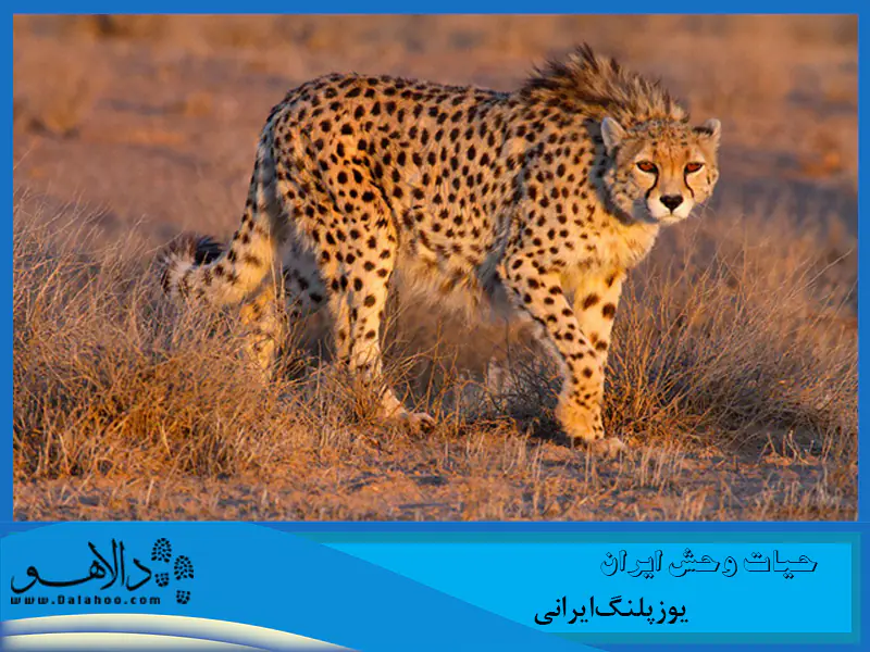 فقط 50 عدد تا حسرت یوزپلنگ ایرانی باقیست.
