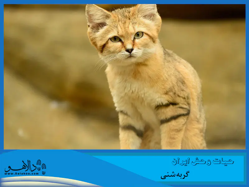 این گربه در حال حاضر از جانوران کمیاب ایرانی به شمار می&zwnj;آید.