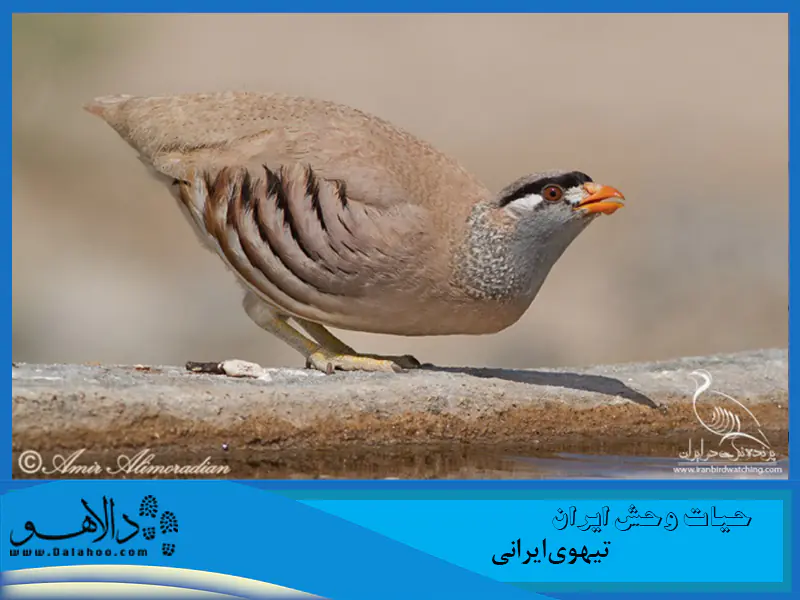 نکته جالب اینکه تیهو در فصل جفت‌گیری عادت به آواز خواندن دارد. خودمانی بگوییم برای جلب توجه جفت ماده، می‌زند زیر آواز!