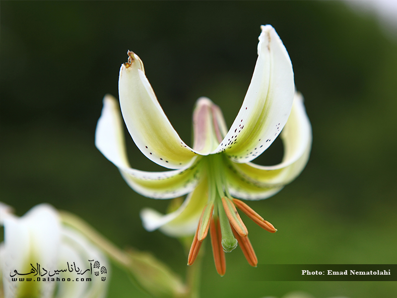 گل سوسن چلچراغ از گل‌های کم‌یاب جهان است.
