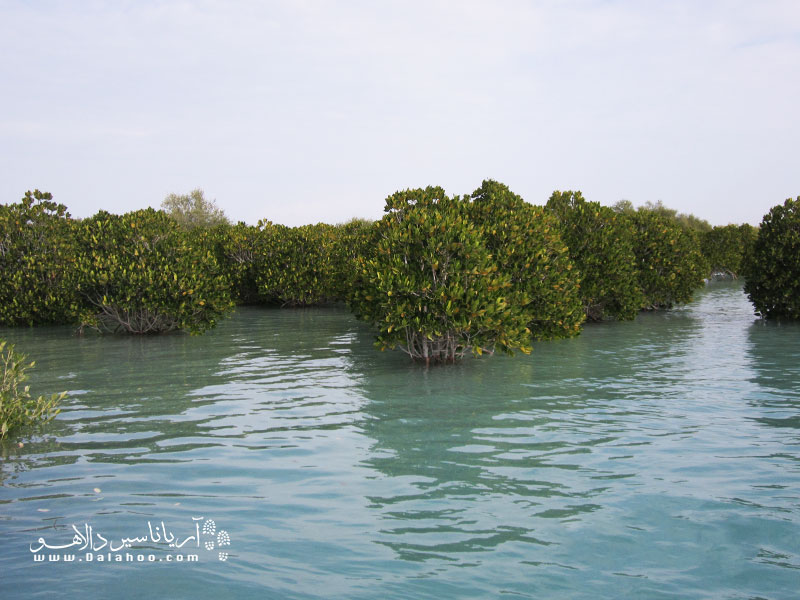 درختان حرا در مسیر جزر و مد آب قرار می‌گیرند، با جزر آب سر از آب بیرون می‌آورند.