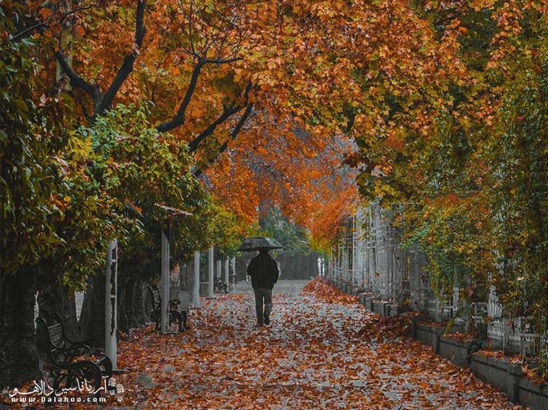 پاییزهای شیراز معمولا برگ‌ریزان است و هوا رو به سردی می‌گذارد.