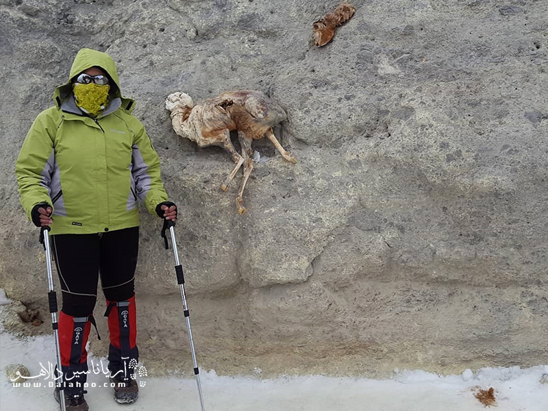 لاشه گوسفندی که تقریبا همه کوهنوردان هنگام صعود به قله با آن  عکس می‌گیرند.