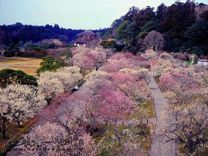 در ژانویه کم کم اداره هواشناسی ژاپن زمان باز شدن شکوفه‌ها را پیش بینی می‌کند