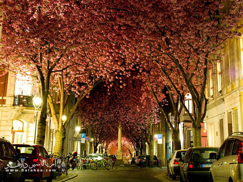 در حاشیه‌ این خیابان، درختان گیلاس در زمان شکوفه‌دهی، چنین منظره‌ زیبایی می‌سازند.