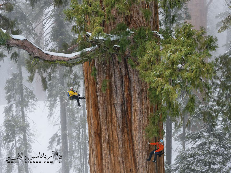درخت پرزیدنت، سومین درخت سکویای بلند جهان، در کالیفرنیا است.