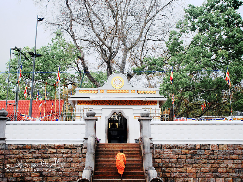 در مرکز این منطقه یکی از قدیمی‌ترین درخت‌‌های جهان قرار دارد. نام آن سری ماها بودا (Sri Maha Bodhi) است.