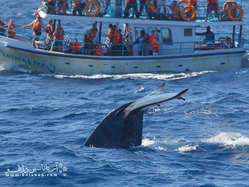  آب‌‌‌‌‌‌‌‌‌‌‌های سریلانکا خانه بزرگ‌‌‌‌‌‌‌‌‌‌ترین موجود کره زمین، یعنی نهنگ آبی‌رنگ، است (صرف نظر از سایر نهنگ‌‌‌‌‌‌‌‌‌‌‌های کوچک‌‌‌‌‌‌‌‌‌‌تر).