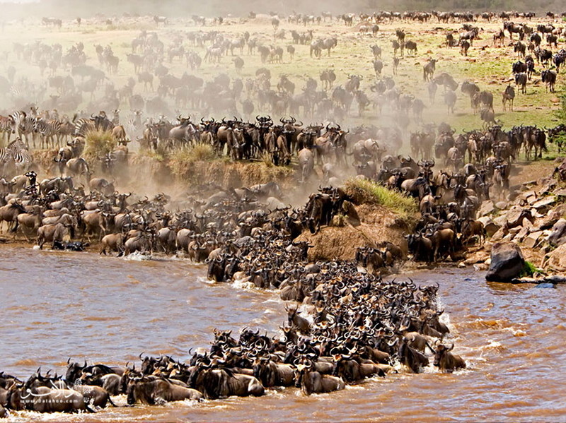 بیش از 3000 فیل و حیوان مهاجر دیگر برای نوشیدن آب از رودخانه تارانگیر به این پارک ‌می‌آیند