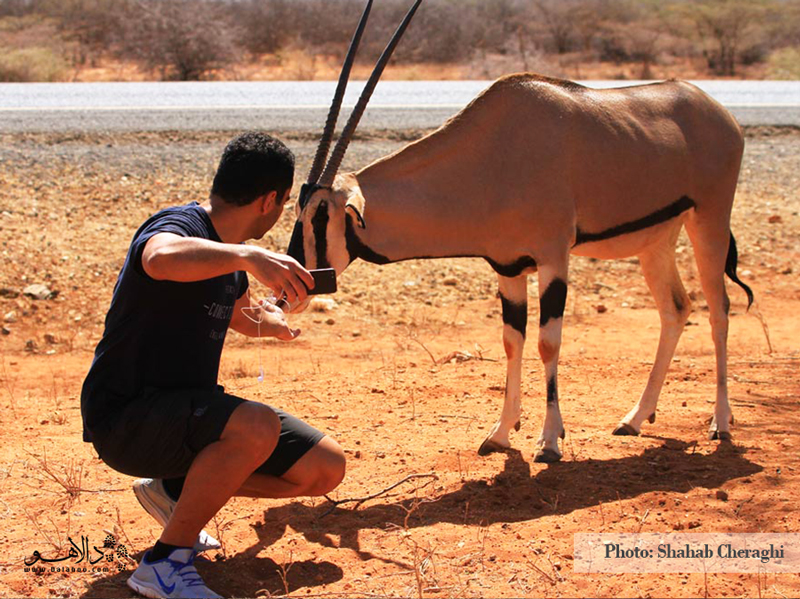 معاشرت با حیوانات حیات‌ وحش یکی از جذاب‌ترین قسمت‌های سفر به آفریقاست که در این سفر مسافران ما در پارک‌ ملی سامبورو آن‌را از نزدیک تجربه کردند.