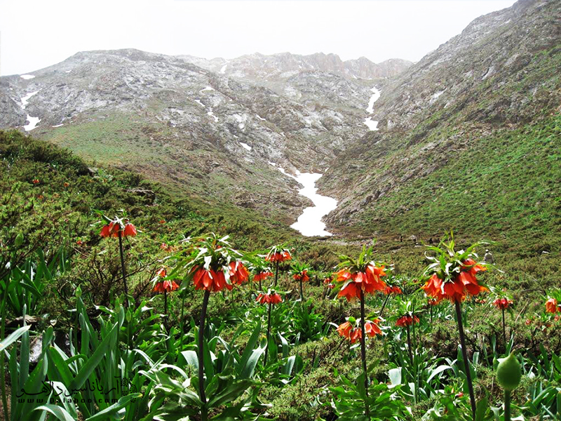 لاله واژگون یکی از آثار طبیعی ملی کشور است.