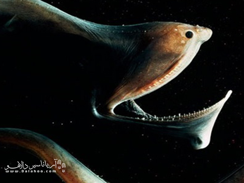مارماهی گولپر یکی از عجیب‌ترین جانورانی است که در اعماق دریا کمین کرده است.