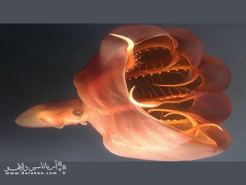 ماهی مرکب خون آشام در اعماق دریا زندگی می‌کند..