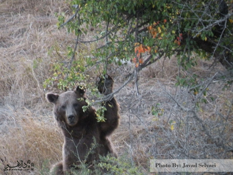 خرس قهوه‌ای-پارک ملی گلستان