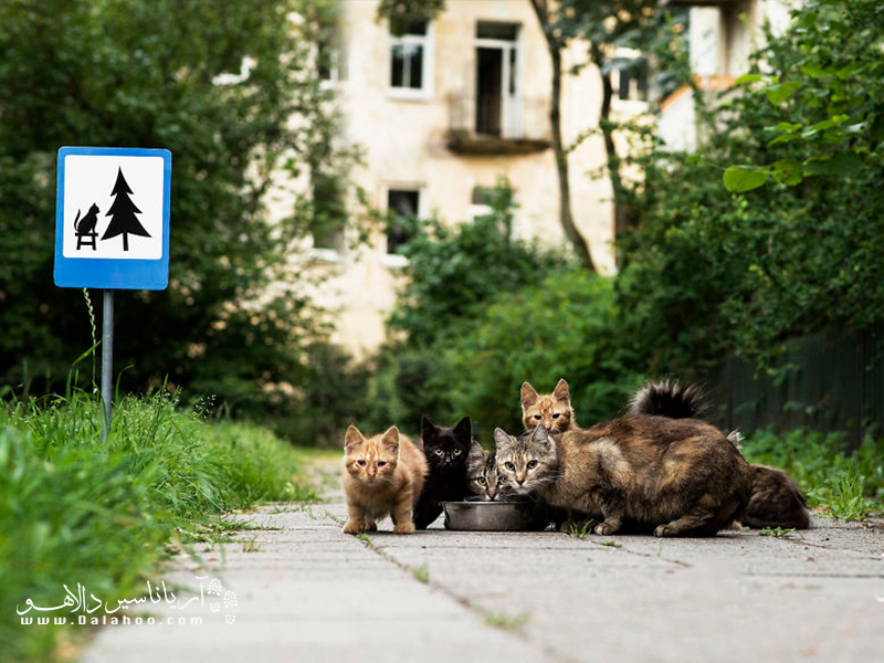 تابلویی برای خانواده گربه‌ها.