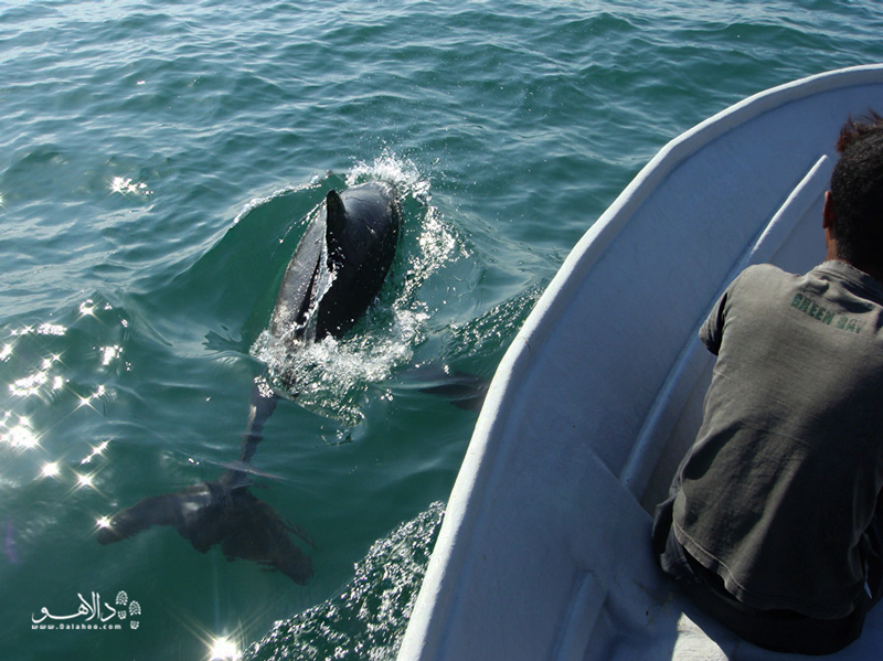 دلفین‌ها دوست دارند دور و بر کشتی‌ها و قایق‌ها بازیگوشی کنند.