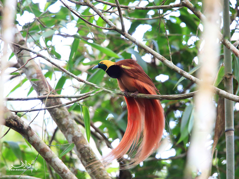 پرندگان بهشت در اعماق جنگل‌های پاپوآ