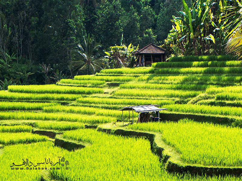 مزارع معروف برنج ubud بسیار دیدنی است.