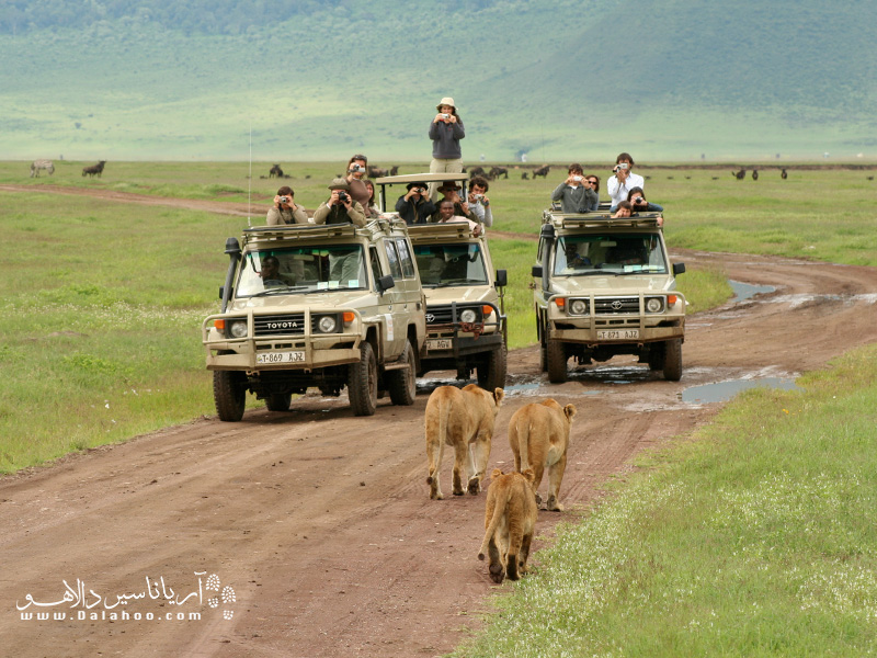 سافاری در پارک ملی ماسای مارا در کنیا