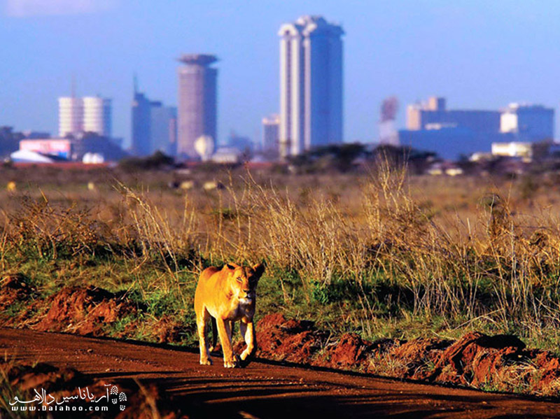 نایروبی پایتخت کنیا در سال 1907 به عنوان پایتخت کنیا اعلام شد.