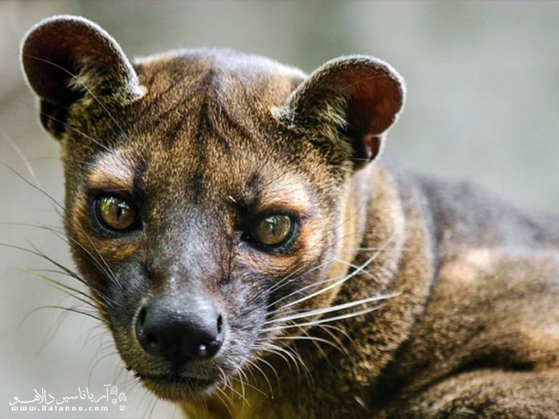 فوسا یک گونه اندمیک جانوری در حیات وحش ماداگاسکار است.