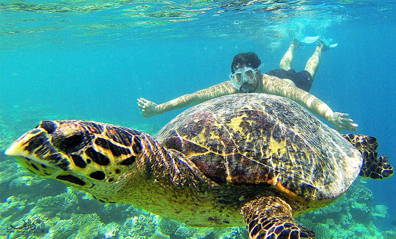 شنا در کنار لاک پشت‌ها-مالدیو