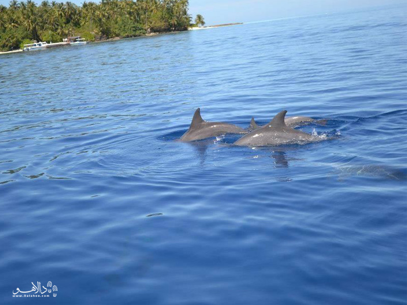 دلفین‌های مالدیو