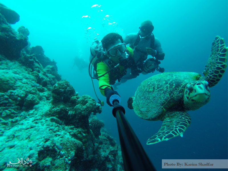 شنا با لاک‌پشت‌های مالدیو