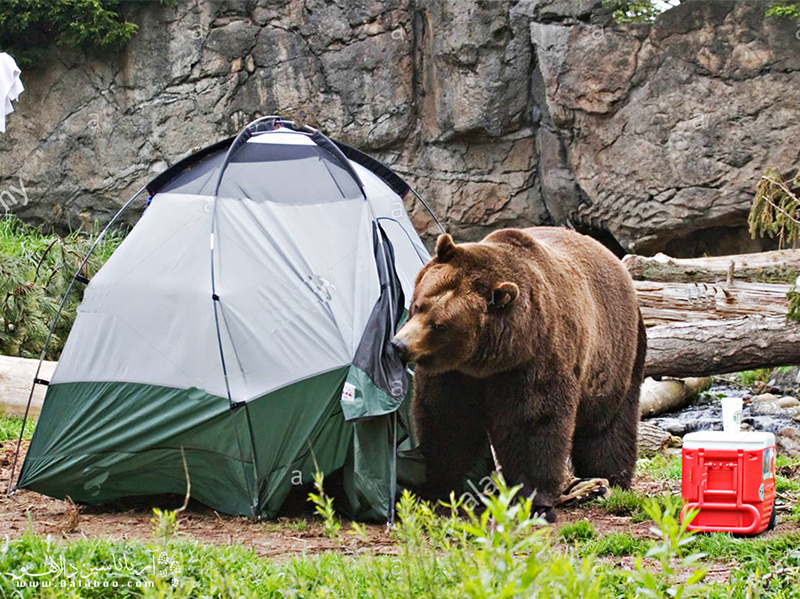فضای اطراف کمپ خود را تمیز نگه دارید تا بوی ناشی از زباله و غذا توجه خرس را جلب نکند. 