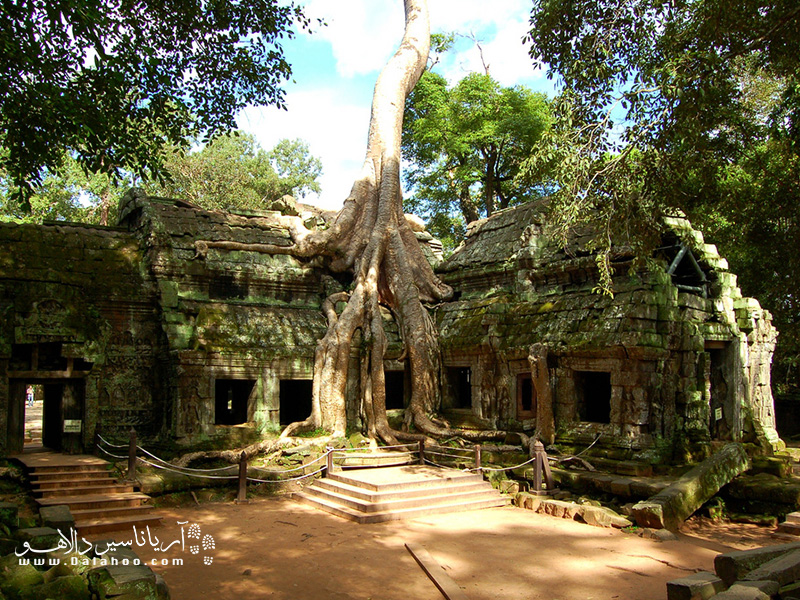 ریشه‌های درخت‌ها مثل اختاپوسی معبد را در آغوش گرفته. 