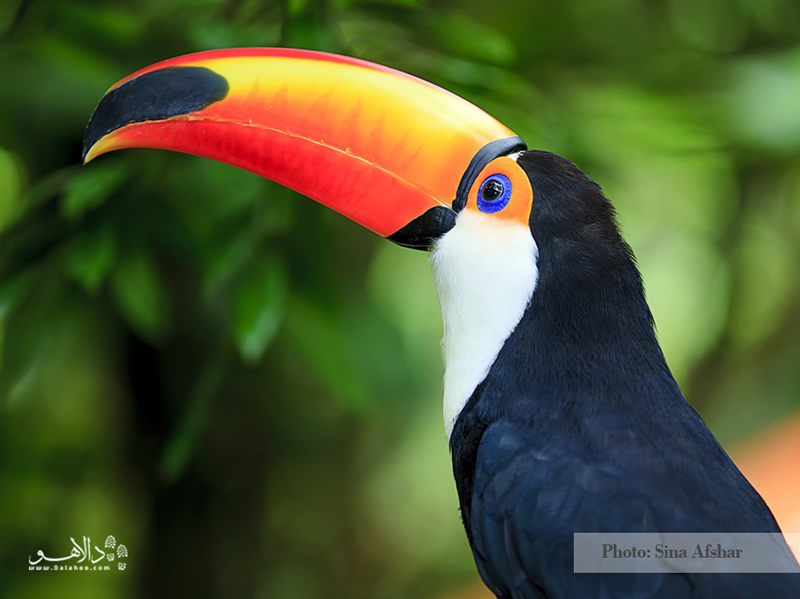 این پرنده مخصوص جنگل‌های برزیل است. 