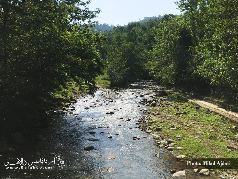 منظر زیبای جنگلی.