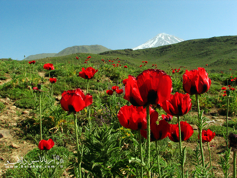شقایق‌های دشت لار در کوه‌ پایه بام ایران.