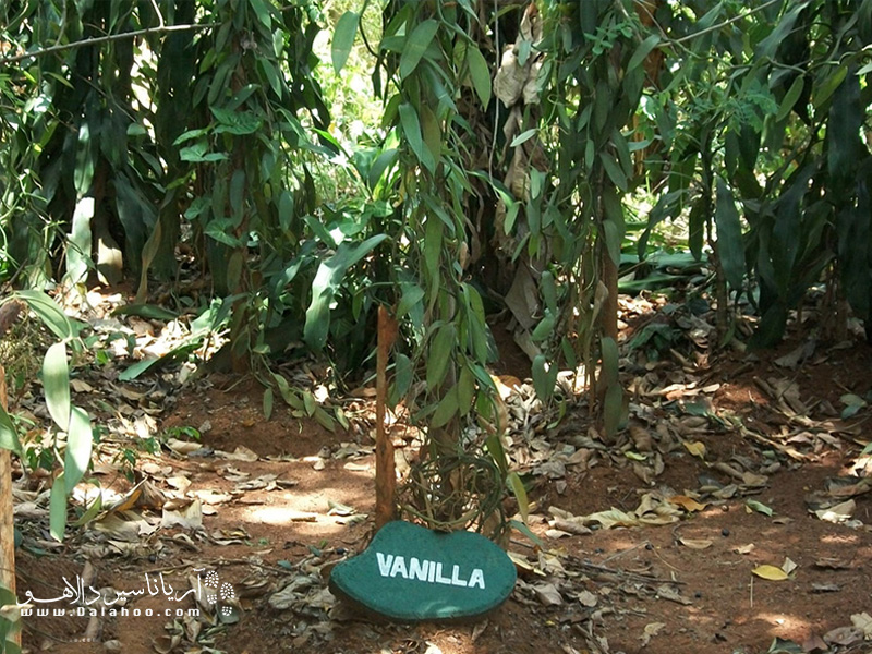 وانیل درخت است یا گیاه؟ در این مزرعه متوجه می‌شوید که درخت وانیل و عطر وانیل چطور رشد می‌کند و تهیه می‌شود.