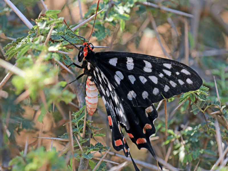 یکی از بزرگترین پروانه‌های ماداگاسکار، دم چلچله‌ای است