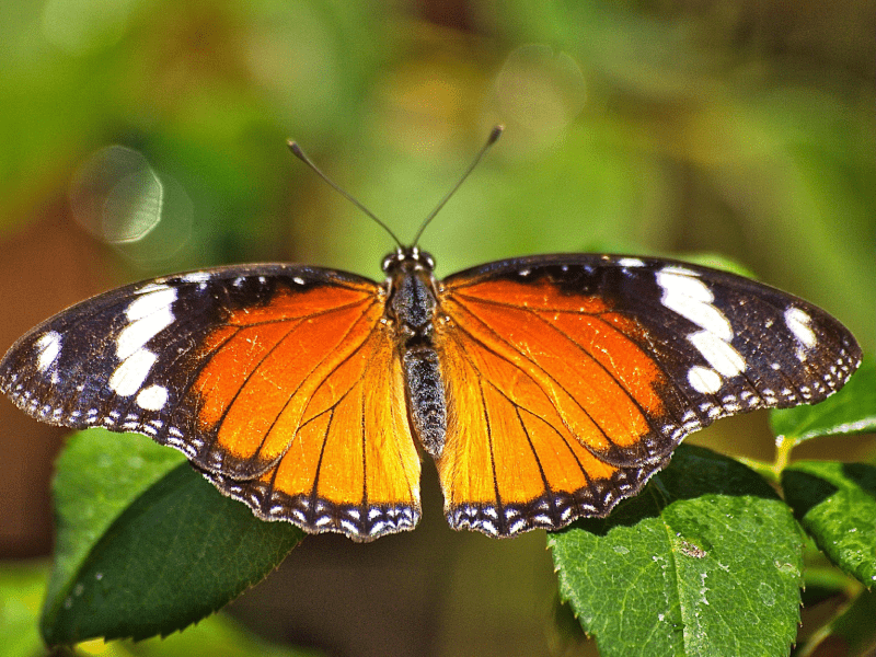 دانائید از زیباترین پروانه‌های ماداگاسکار است