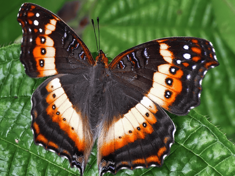 این پروانه اغلب در پوشش گیاهی متراکم زندگی می‌کند