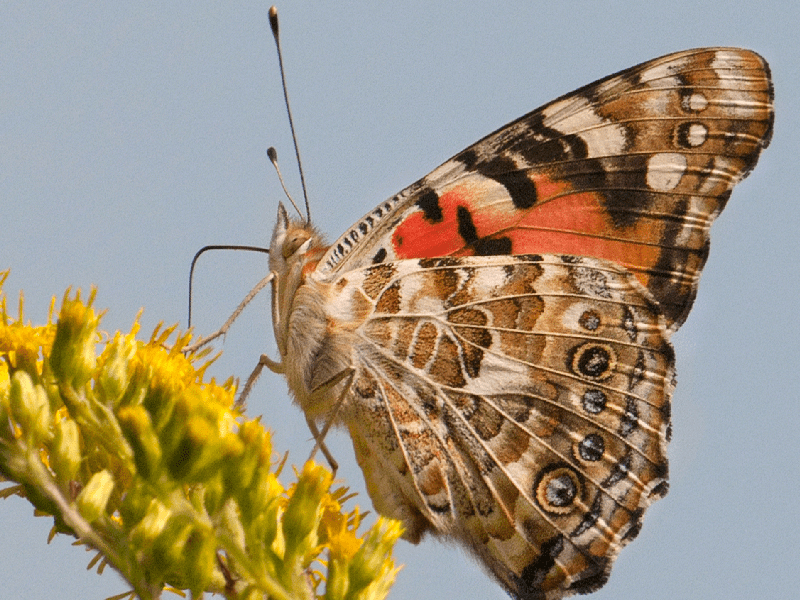 تنوع رنگ و طرح در این گونه پروانه ماداگاسکار بی نظیر است
