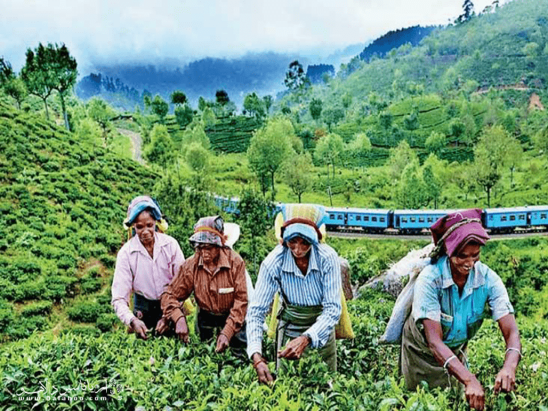 اولین بار انگلیسی‌ها کشت چای را در سریلانکا آغاز کردند