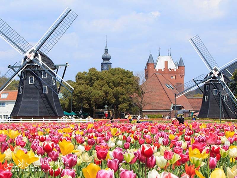 فستیوال گل لاله در ژاپن، در استان ناکازاکی که شبیه یک شهر هلندی ساخته شده، برگزار می‌شود.