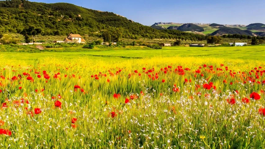 بهار در تونس پر از شگفتی و طراوات است