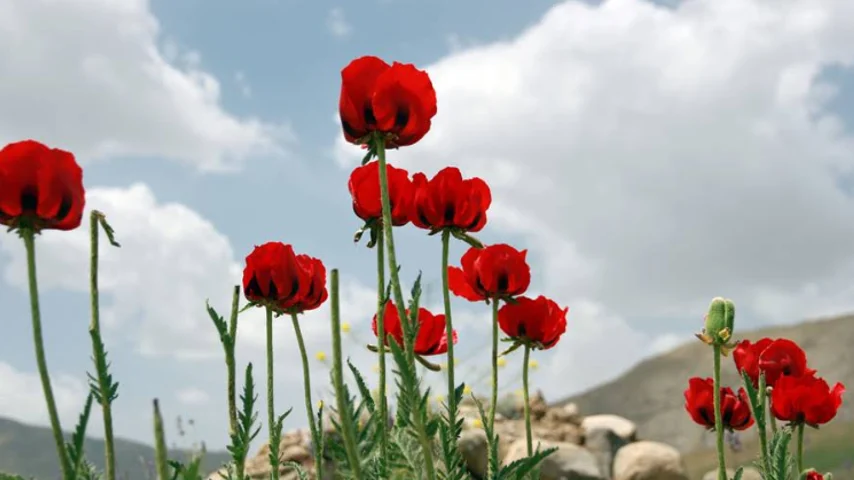 دشت شقایق لار و پلور از جاهای دیدنی نزدیک تهران برای بهار و تابستان است