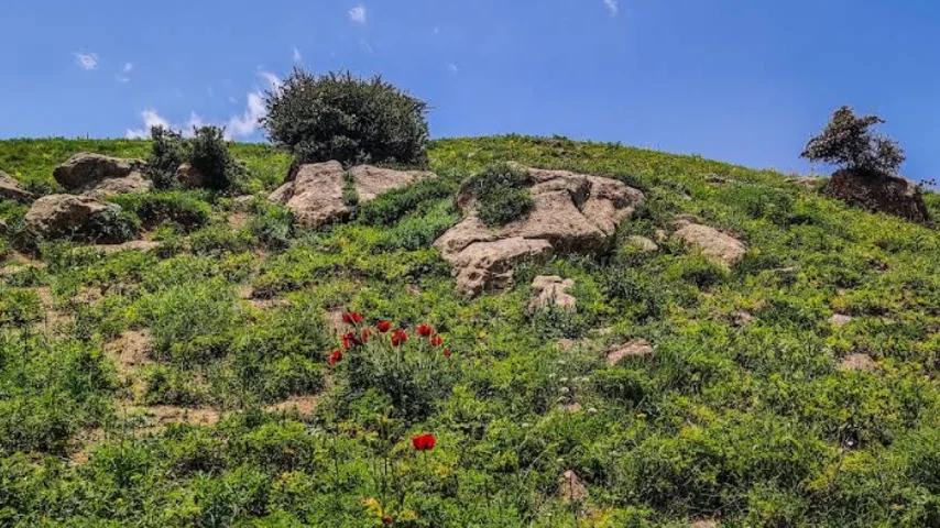 تنوع گیاهی بالایی در منطقه لار و پلور به چشم می‌خورد