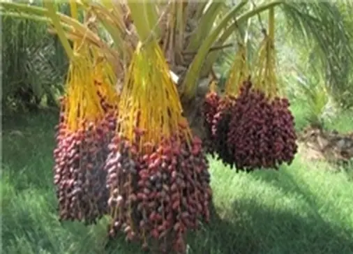خرما