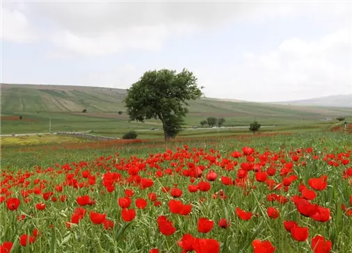 دشت شقایق-کالپوش