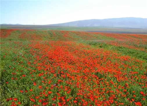 دشت شقایق