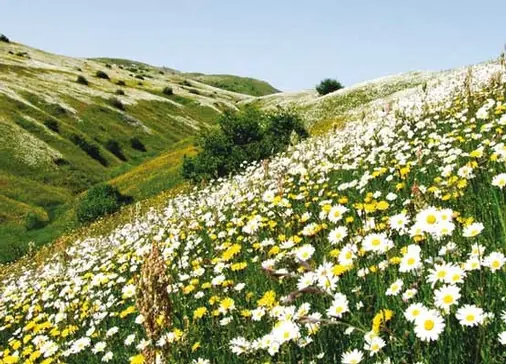 www.dalahoo.com