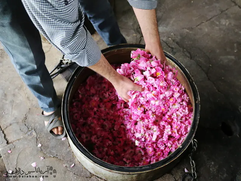 گلاب از تقطیر گل محمدی به‌دست می‌آید.
