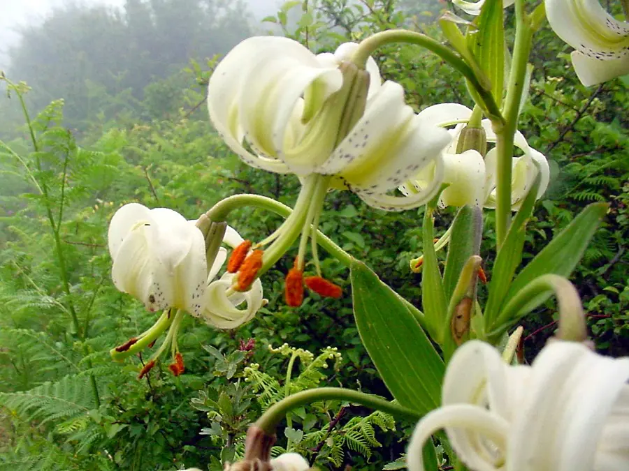 www.dalahoo.com