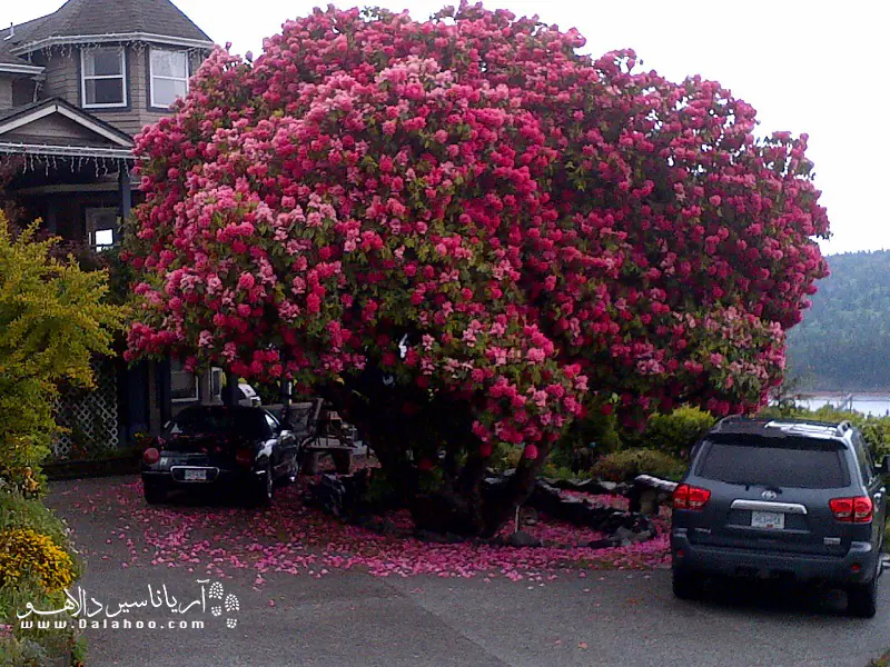 این درخت با قدمتی بیش از ۱۲۵ سال، در کانادا است.